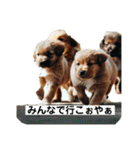 子犬の日常挨拶編広島弁（個別スタンプ：23）