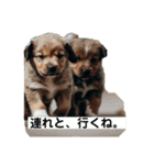 子犬の日常挨拶編広島弁（個別スタンプ：24）