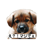 子犬の日常挨拶編広島弁（個別スタンプ：27）