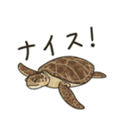 ウミガメ！（個別スタンプ：4）