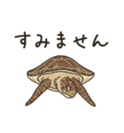 ウミガメ！（個別スタンプ：6）