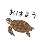 ウミガメ！（個別スタンプ：9）