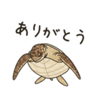 ウミガメ！（個別スタンプ：13）