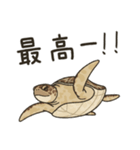 ウミガメ！（個別スタンプ：22）