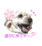 ココの日常(方言あり)（個別スタンプ：16）