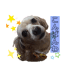 ココの日常(方言あり)（個別スタンプ：20）