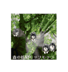 黒モフ2（個別スタンプ：38）