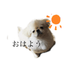可愛いクムさん♡1（個別スタンプ：1）