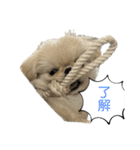 可愛いクムさん♡1（個別スタンプ：5）