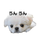 可愛いクムさん♡1（個別スタンプ：16）