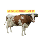 わたぼくの牛さんスタンプ（個別スタンプ：1）