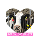 わたぼくの牛さんスタンプ（個別スタンプ：2）