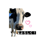 わたぼくの牛さんスタンプ（個別スタンプ：3）