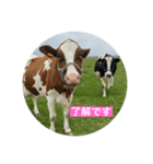 わたぼくの牛さんスタンプ（個別スタンプ：5）