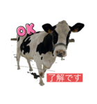 わたぼくの牛さんスタンプ（個別スタンプ：7）