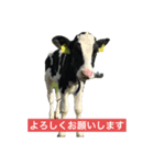 わたぼくの牛さんスタンプ（個別スタンプ：8）