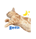ちゃちゃまるねこすたんぷ（個別スタンプ：1）