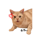 ちゃちゃまるねこすたんぷ（個別スタンプ：2）