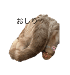 ちゃちゃまるねこすたんぷ（個別スタンプ：4）