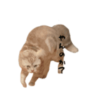 ちゃちゃまるねこすたんぷ（個別スタンプ：5）