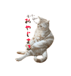 ちゃちゃまるねこすたんぷ（個別スタンプ：6）