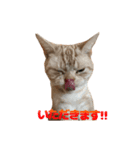 ちゃちゃまるねこすたんぷ（個別スタンプ：7）