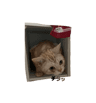 ちゃちゃまるねこすたんぷ（個別スタンプ：8）