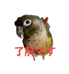 ウロコインコ時々ハシビロコウ（個別スタンプ：3）