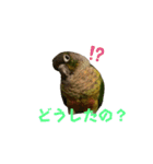 ウロコインコ時々ハシビロコウ（個別スタンプ：6）