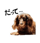 だって...犬猫狸のきむち（個別スタンプ：1）
