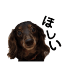 だって...犬猫狸のきむち（個別スタンプ：4）