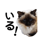 だって...犬猫狸のきむち（個別スタンプ：5）