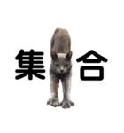 だって...犬猫狸のきむち（個別スタンプ：9）