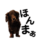 だって...犬猫狸のきむち（個別スタンプ：10）
