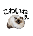 だって...犬猫狸のきむち（個別スタンプ：11）