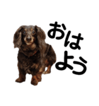 だって...犬猫狸のきむち（個別スタンプ：13）