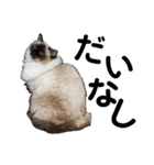だって...犬猫狸のきむち（個別スタンプ：14）