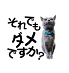 だって...犬猫狸のきむち（個別スタンプ：15）