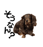 だって...犬猫狸のきむち（個別スタンプ：16）