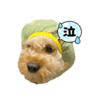 buzz＆cooの日常（個別スタンプ：8）