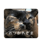 サビ猫 キリの日常（個別スタンプ：11）