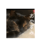 サビ猫 キリの日常（個別スタンプ：13）