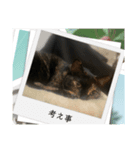 サビ猫 キリの日常（個別スタンプ：14）