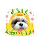 シーズー 茶々丸くん 3（個別スタンプ：1）
