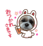 シーズー 茶々丸くん 3（個別スタンプ：2）