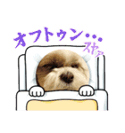シーズー 茶々丸くん 3（個別スタンプ：3）