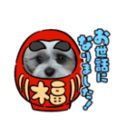 シーズー 茶々丸くん 3（個別スタンプ：4）