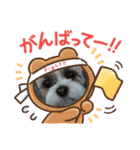 シーズー 茶々丸くん 3（個別スタンプ：8）
