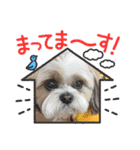 シーズー 茶々丸くん 3（個別スタンプ：10）