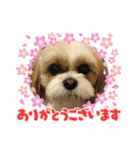 シーズー 茶々丸くん 3（個別スタンプ：11）